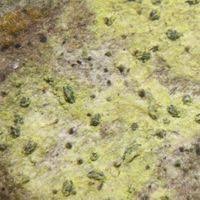 Attēlu rezultāti vaicājumam “Alyxoria varia”