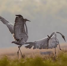 Billedresultat for kakadu n...