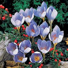 Attēlu rezultāti vaicājumam “Crocus speciosus”
