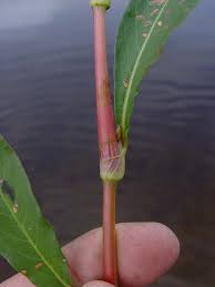 Attēlu rezultāti vaicājumam “Persicaria lapathifolia leaf”