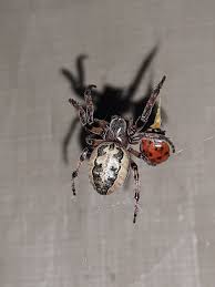 Attēlu rezultāti vaicājumam “Larinioides cornutus female”