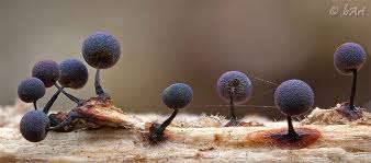 Attēlu rezultāti vaicājumam “Lamproderma debile spores”