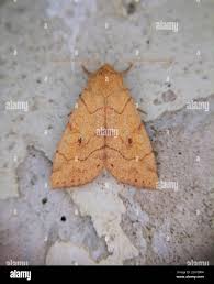 Attēlu rezultāti vaicājumam “Enargia paleacea”