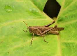 Attēlu rezultāti vaicājumam “Acrididae”