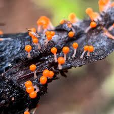 Attēlu rezultāti vaicājumam “Hemitrichia decipiens”