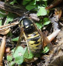Attēlu rezultāti vaicājumam “Vespula rufa”