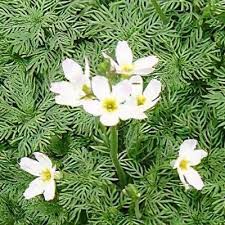 Attēlu rezultāti vaicājumam “Hottonia palustris”