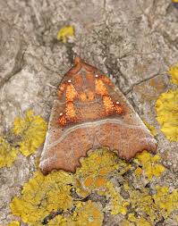 Attēlu rezultāti vaicājumam “Scoliopteryx libatrix”