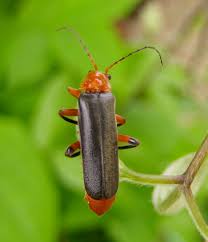 Attēlu rezultāti vaicājumam “Cantharidae”