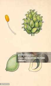 Attēlu rezultāti vaicājumam “Ranunculus sceleratus fruit”