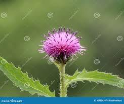 Attēlu rezultāti vaicājumam “Carduus crispus”