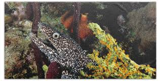 Image result for Gymnothorax moringa