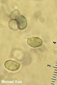 Attēlu rezultāti vaicājumam “Cystoderma amianthinum”