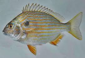 Image result for Archosargus rhomboidalis