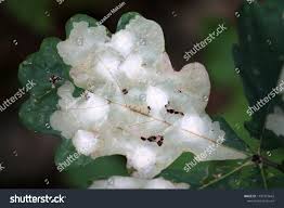 Attēlu rezultāti vaicājumam “Tischeria ekebladella”