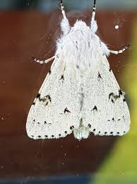 Attēlu rezultāti vaicājumam “Acronicta leporina”