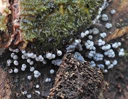 Attēlu rezultāti vaicājumam “Lycogala ustulatum macro”