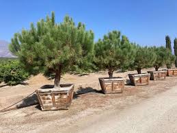 Attēlu rezultāti vaicājumam “Pinus”