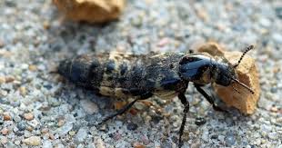 Billedresultat for rovbille