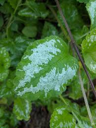 Attēlu rezultāti vaicājumam “Lamiastrum galeobdolon leaf”
