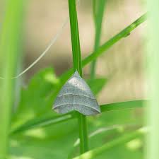 Attēlu rezultāti vaicājumam “Colobochyla salicalis”