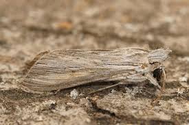 Attēlu rezultāti vaicājumam “Cucullia umbratica”