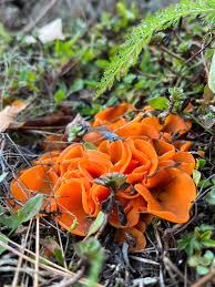 Attēlu rezultāti vaicājumam “Aleuria aurantia”