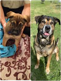 Image result for Ladock Smbc