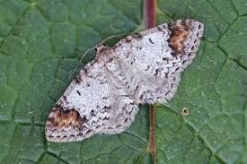 Attēlu rezultāti vaicājumam “Venusia blomeri”