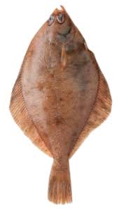 Image result for Limanda limanda