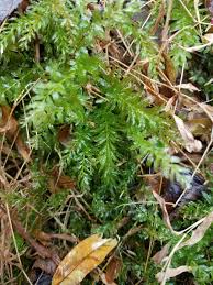 Attēlu rezultāti vaicājumam “Plagiomnium undulatum”