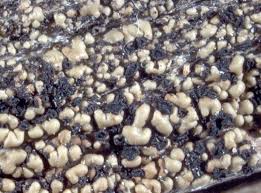 Attēlu rezultāti vaicājumam “Hypocenomyce friesii”