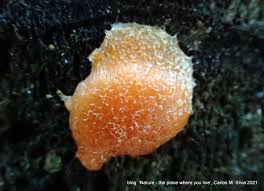 Attēlu rezultāti vaicājumam “Tubifera montana macro”