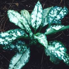 Image result for Pulmonaria Silverado
