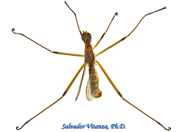 Attēlu rezultāti vaicājumam “Micropezidae”