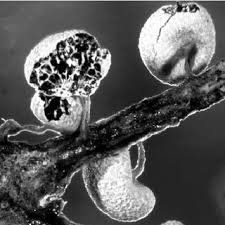 Attēlu rezultāti vaicājumam “Brefeldia maxima plasmodium”