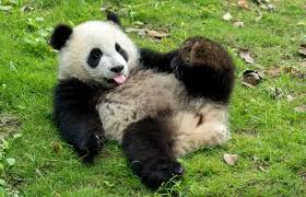 Image result for pandas