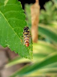 Attēlu rezultāti vaicājumam “Syrphus sp.”