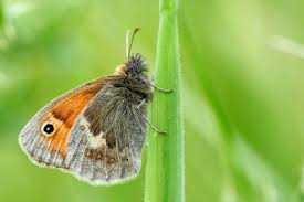 Attēlu rezultāti vaicājumam “Coenonympha pamphilus underside”