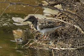 Attēlu rezultāti vaicājumam “Arenaria interpres”