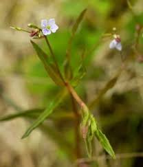Attēlu rezultāti vaicājumam “Veronica scutellata bud”