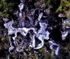 Attēlu rezultāti vaicājumam “Badhamiopsis scripta spores”