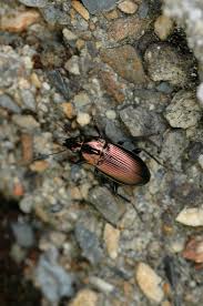 Attēlu rezultāti vaicājumam “Poecilus lepidus”