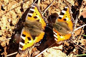 Image result for Small Tortoiseshell