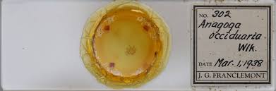 Attēlu rezultāti vaicājumam “Plagodis pulveraria”