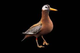 Attēlu rezultāti vaicājumam “Phalaropus fulicarius adult”