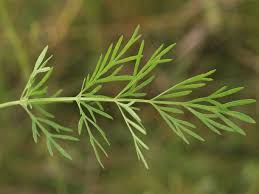 Attēlu rezultāti vaicājumam “Cnidium dubium”