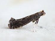 Attēlu rezultāti vaicājumam “Parornix anglicella”