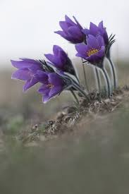 Image result for Kuhschelle