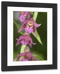 Attēlu rezultāti vaicājumam “Epipactis atrorubens flower”